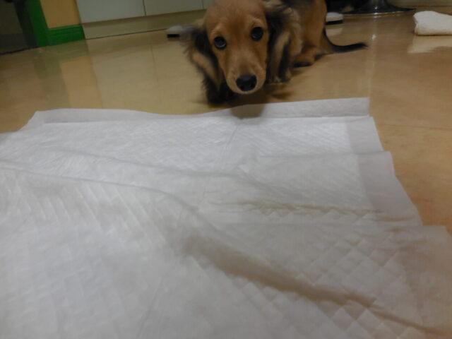 匍匐前進中のリオちゃん