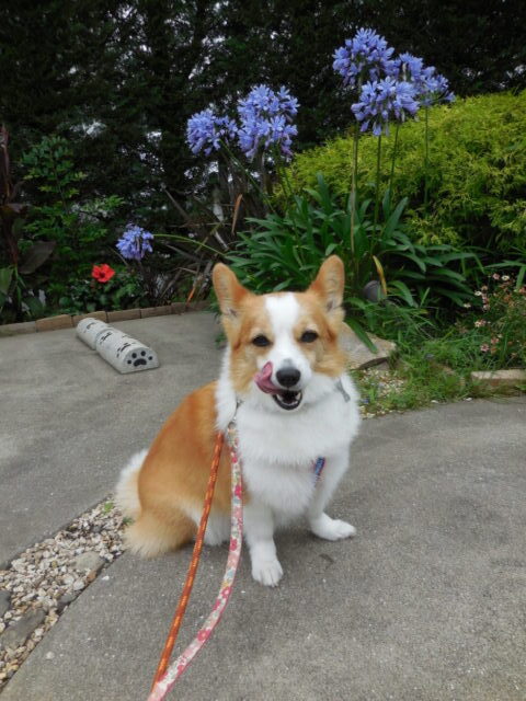 ペロリのミッキーちゃん