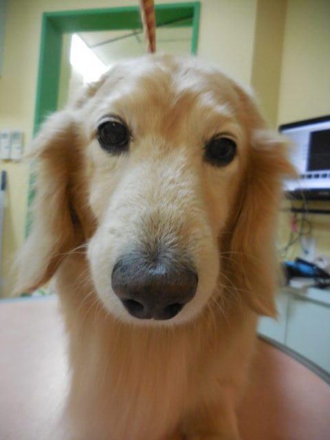 眠そうなゆずちゃん