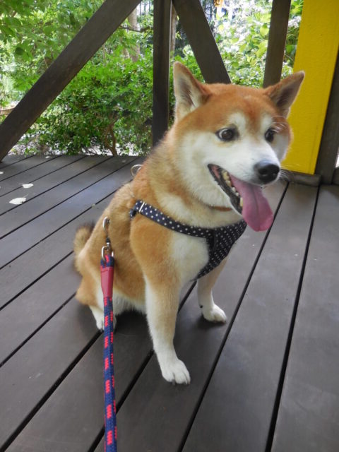 なにかが気になるさくちゃん