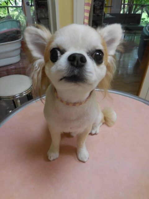 ライオンに似てきたRUIちゃん