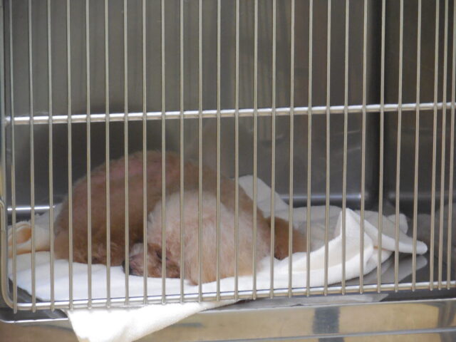くつろぐテトラちゃん
