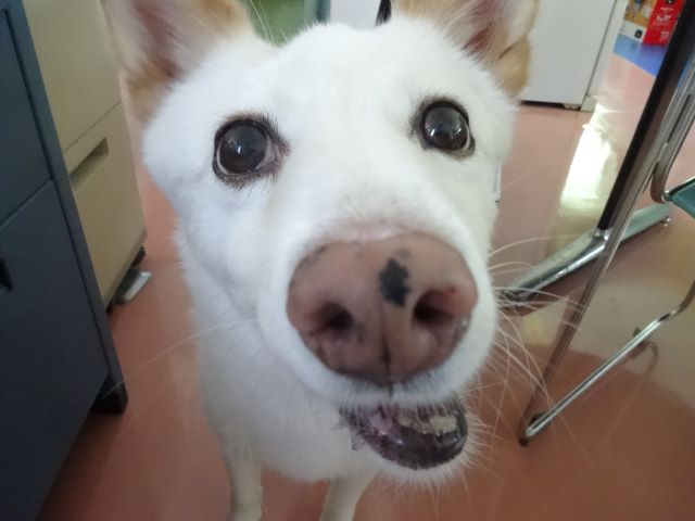 笑顔のシロちゃん
