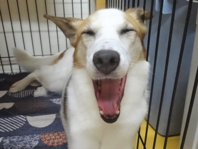 ❁花❁