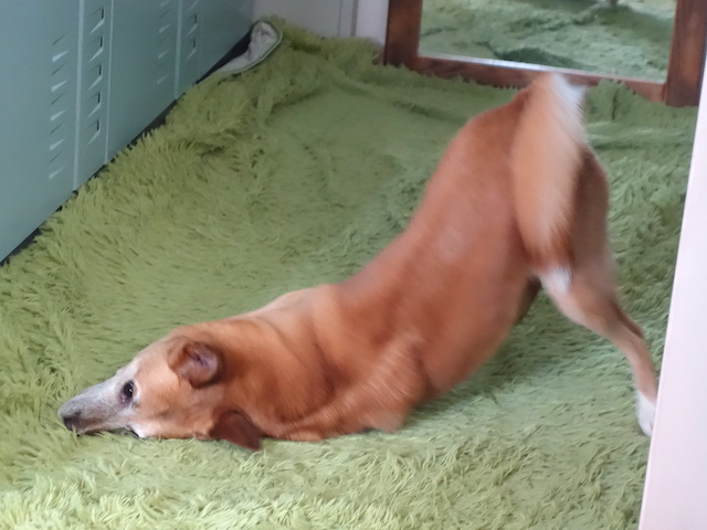 スリゴロロイス