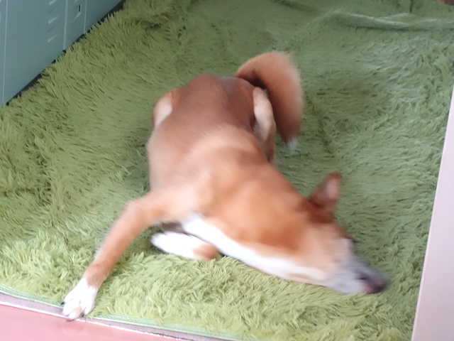 スリゴロロイス