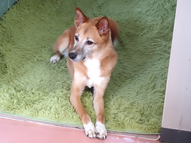真顔のロイス
