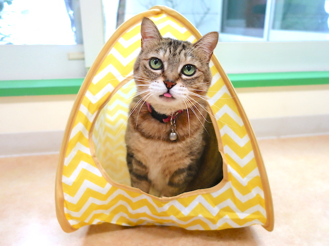 可愛いおきくちゃん