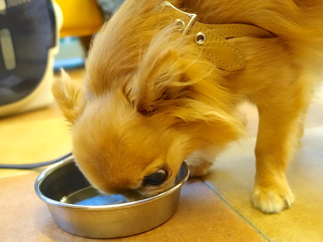 スープを飲む虎之助ちゃん