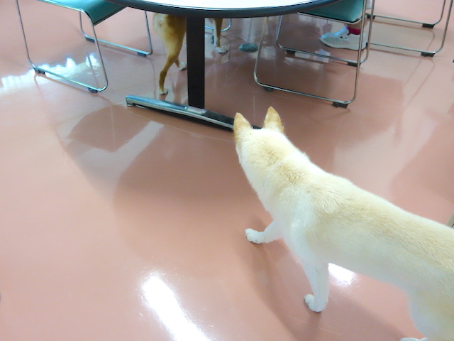 追いかけるシロ