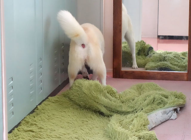 ほりほり