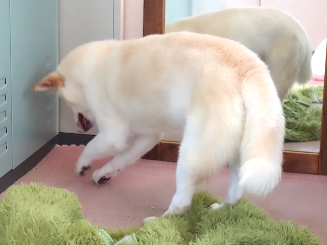 両手ほりほりのシロ
