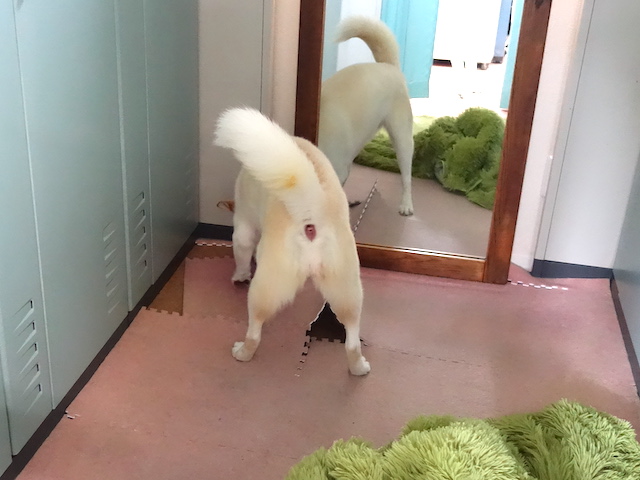 最高に楽しいシロ