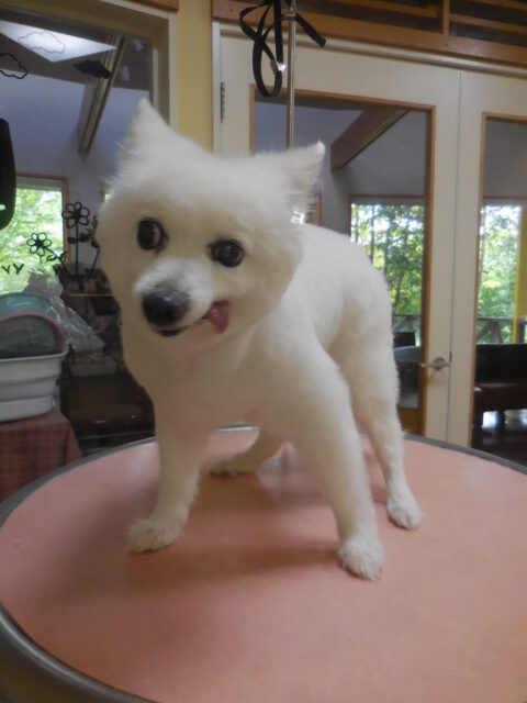 TYNEEちゃん