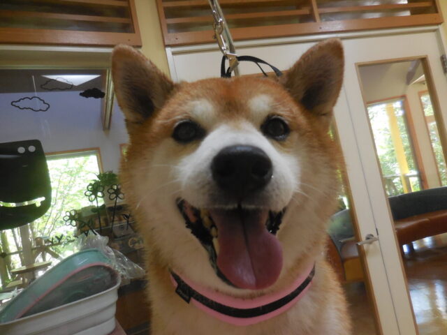 楽しいさくちゃん
