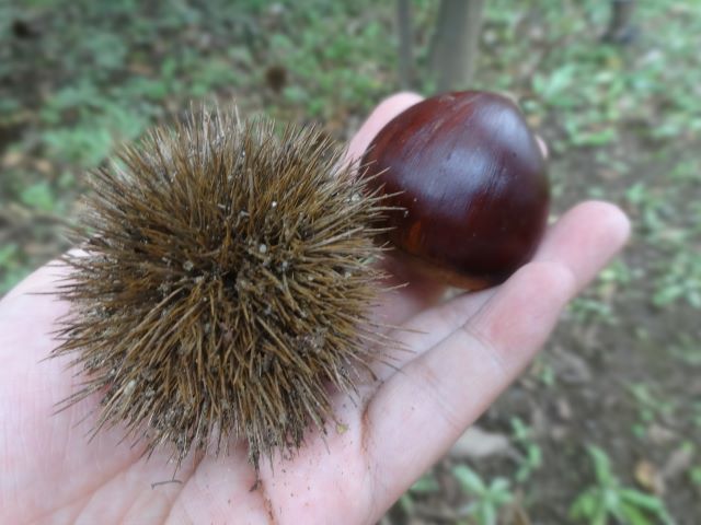 小さな秋🌰