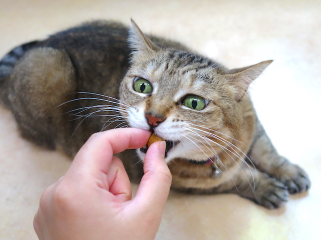 美味しく食べるおきくちゃん