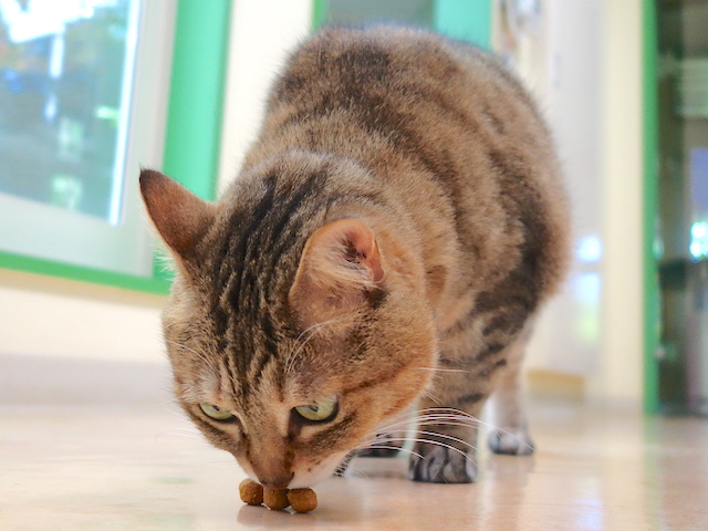 オヤツを食べるおきくちゃん