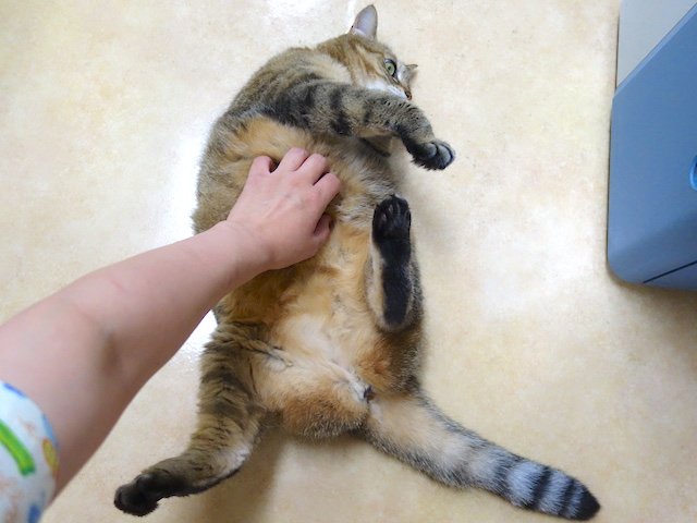 腹出しおきく