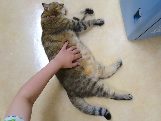 真横おきく