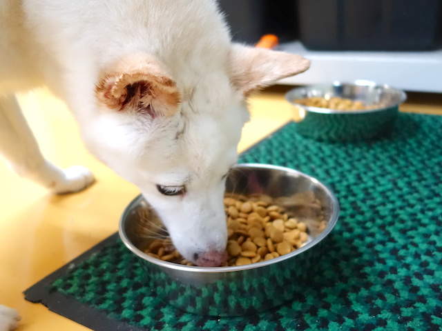 試食中のシロちゃん