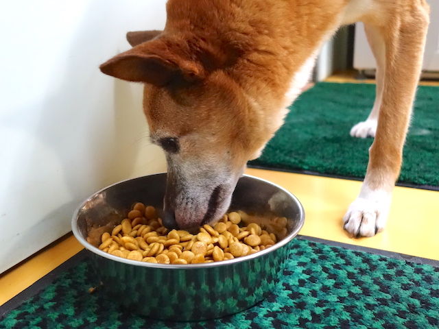 試食中のロイス
