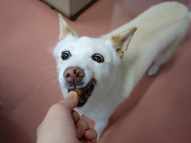 予防薬を食べるシロ