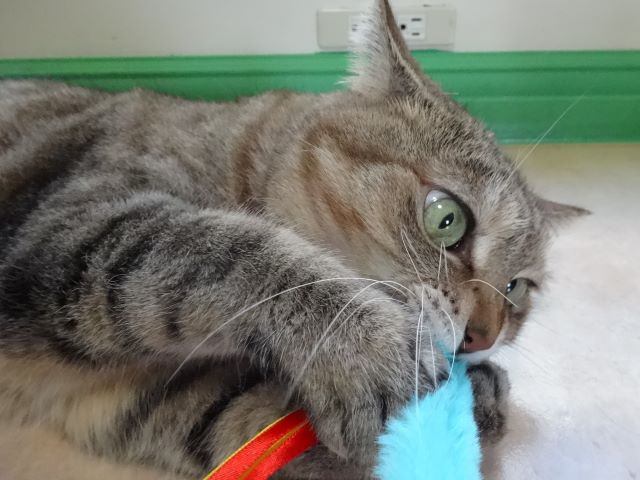 ネコジャラシ…？？