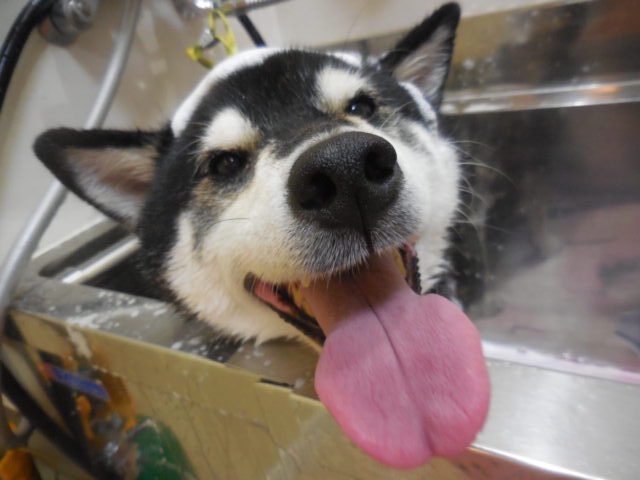 良い顔の小哲ちゃん