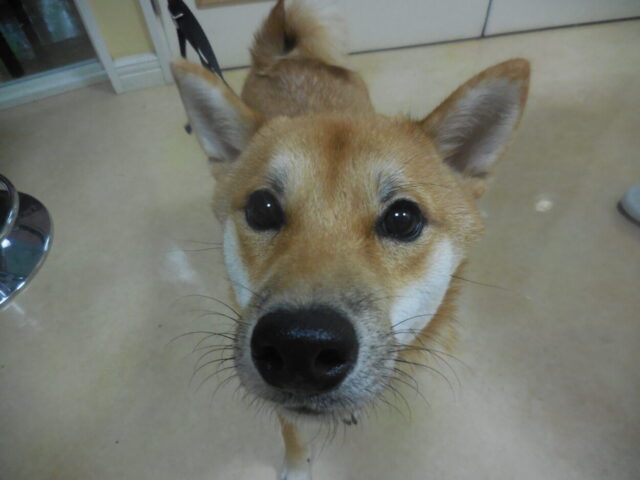 仔犬ちゃんのケンシちゃん