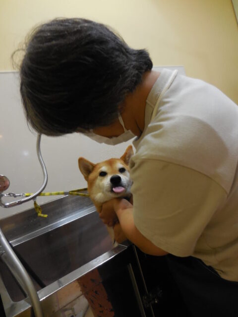 お利口な豆助ちゃん
