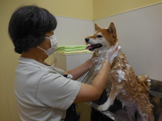 シャンプーセミナー中の豆助ちゃん