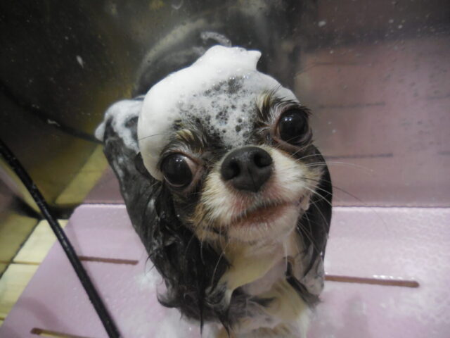 Cocoちゃん