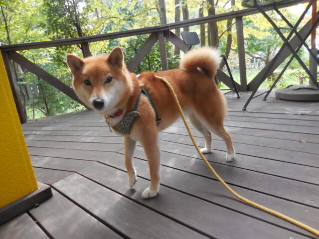 三郎ちゃん