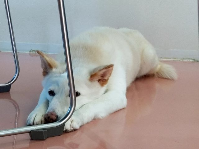 シロちゃん♪