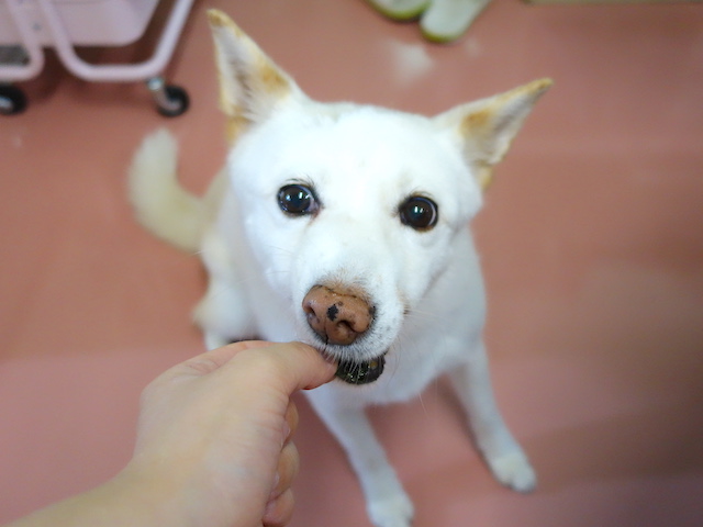 もぐもぐシロちゃん