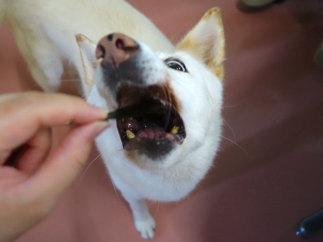 大口シロちゃん
