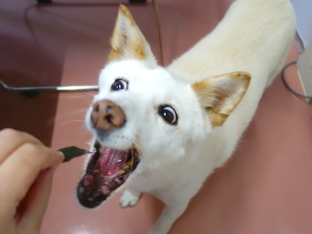 大口シロちゃん