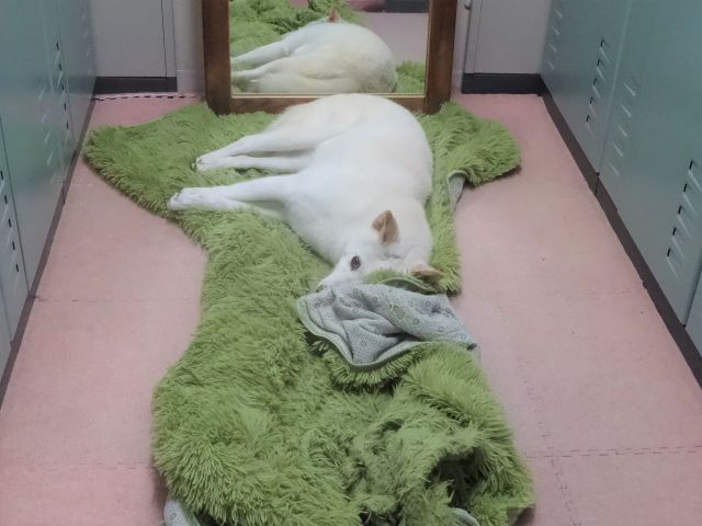 秘密基地♪