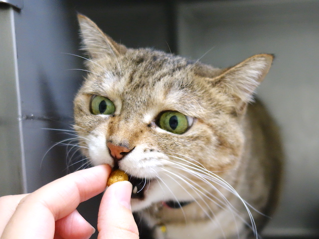 ご褒美おきく