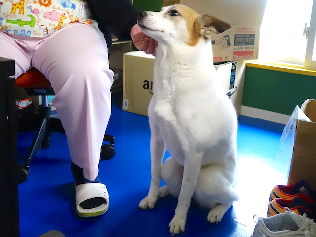 忠犬
