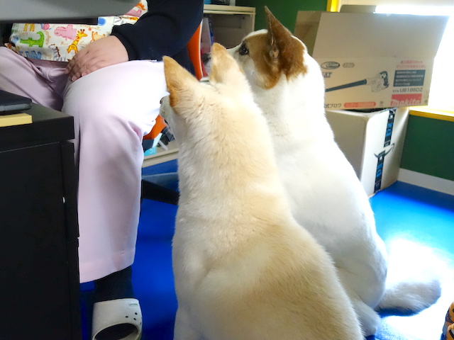 待つルーサーとシロ