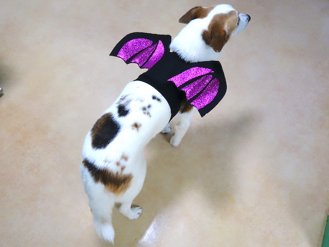 コウモリなルーサー