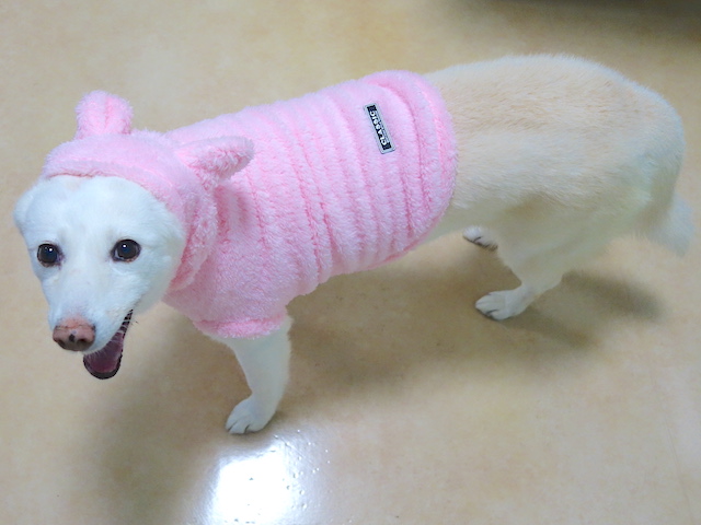 ウサギなシロちゃん