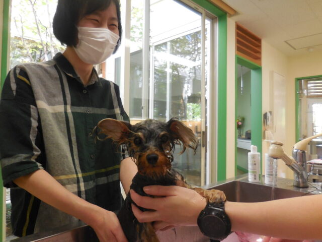 フクちゃん