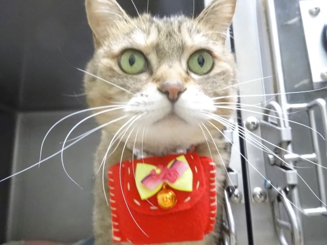 キリッとおきくちゃん