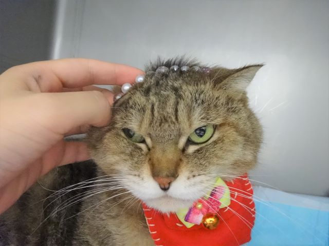 ムギュッとされたおきくちゃん