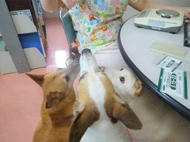 見事な食らいつき♪