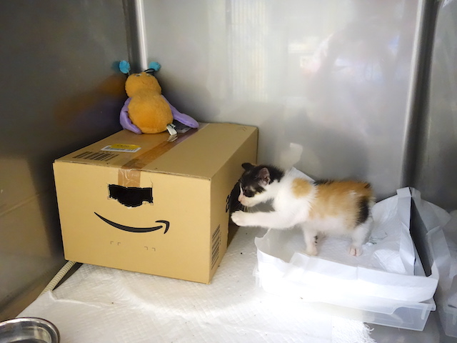初めてダンボールハウス