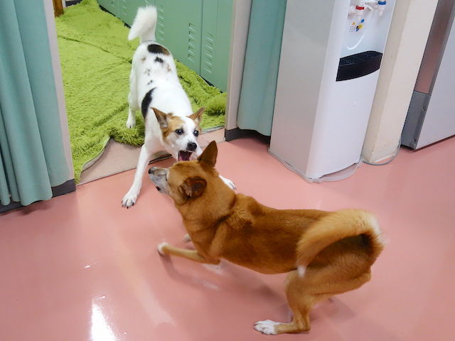 ハイテンションなルーサーとロイス
